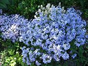 gaiši zils Zieds Ložņu Floksis, Sūnas Floksis (Phlox subulata) foto