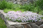 weiß Blume Schleichenden Phlox, Moosphlox (Phlox subulata) foto