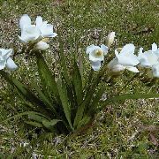 λευκό λουλούδι Φρέζια (Freesia) φωτογραφία