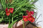 წითელი ყვავილების ფრეზია (Freesia) ფოტო