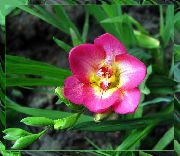 ვარდისფერი ყვავილების ფრეზია (Freesia) ფოტო