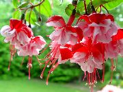 piros Virág Lonc Fukszia (Fuchsia) fénykép