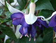 modrý Kvetina Zimolez Fuchsie (Fuchsia) fotografie