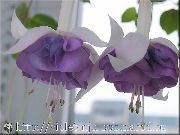 Fuchsia Féithleann lilac Bláth