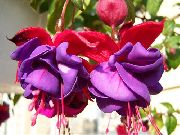 púrpura Flor Fucsia Madreselva (Fuchsia) foto