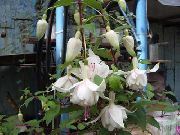 biały Kwiat Fuksja (Fuchsia) zdjęcie