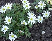 бял Цвете Съсънка (Anemone) снимка