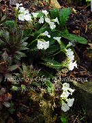თეთრი ყვავილების Haberlea  ფოტო