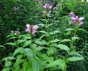 рожевий Квітка Хелона (Chelone) фото
