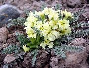 żółty Kwiat Horispora (Chorispora tenella) zdjęcie