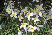 თეთრი ყვავილების ალპური Bluets, მთის Bluets, Quaker ქალბატონები (Houstonia) ფოტო