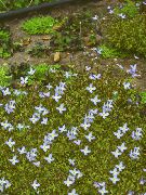 svijetloplava Cvijet Alpine Bluets, Planinski Bluets, Kveker Dame (Houstonia) foto