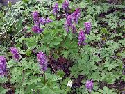 purpurs Zieds Corydalis  foto