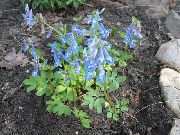 блакитний Квітка Рясту Лісові (Corydalis) фото
