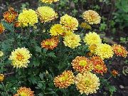 oranž  Lillepoodi Ema, Pot Ema (Chrysanthemum) foto