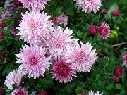 roosa  Lillepoodi Ema, Pot Ema (Chrysanthemum) foto