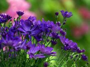 blau Blume Floristen Mama, Mama Topf (Chrysanthemum) foto
