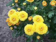 kollane  Lillepoodi Ema, Pot Ema (Chrysanthemum) foto