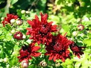 чырвоны Кветка Хрызантэма Карэйская (Chrysanthemum) фота