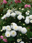 blanco  Floristas Mamá, Mamá Olla (Chrysanthemum) foto