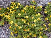 dzeltens Zieds Goldenstar, Zaļā Un Zelta (Chrysogonum) foto