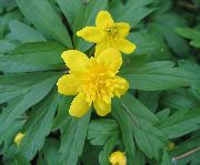жълт Цвете Двойно-Цветчета Жълта Горска Съсънка, Лютиче Анемония (Anemone ranunculoides) снимка