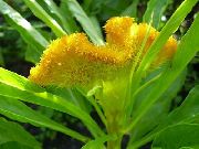 ყვითელი ყვავილების Cockscomb, Plume ქარხანა, ბუმბულით Amaranth (Celosia) ფოტო