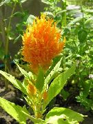 oranžový Kvetina Cockscomb, Chochol Závod, Pernatej Amarant (Celosia) fotografie