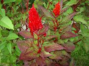rojo Flor Cresta De Gallo, Planta Plume, Amaranto Emplumada (Celosia) foto