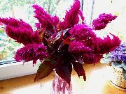 burgonja Cvijet Pijetlova, Perjanica Biljka, Pernatu Amarant (Celosia) foto