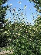 bijela Cvijet Div Šugav (Cephalaria) foto