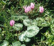 ვარდისფერი ყვავილების Sow პური, Hardy ყოჩივარდა (Cyclamen) ფოტო