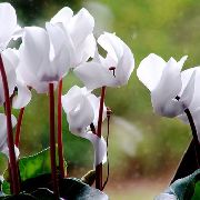 белы Кветка Цыкламены Еўрапейскі (Cyclamen) фота
