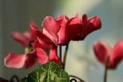 წითელი ყვავილების Sow პური, Hardy ყოჩივარდა (Cyclamen) ფოტო