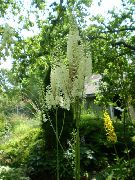 alb Floare Bugbane, Lumanari Zână (Cimicifuga, Actaea) fotografie