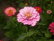 ροζ λουλούδι Ζίννια (Zinnia) φωτογραφία