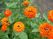 oranžový Kvetina Cínie (Zinnia) fotografie