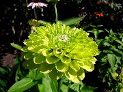 მწვანე ყვავილების Zinnia  ფოტო
