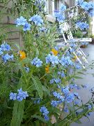 ljusblå Blomma Hund Tunga, Gypsyflower, Kinesisk Förgätmigej Inte (Cynoglossum) foto
