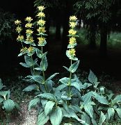 ყვითელი ყვავილების ცრუ Hellebore (Veratrum) ფოტო