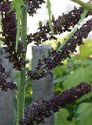 negru Floare Spanz False (Veratrum) fotografie