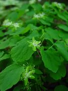 grün Blume Rue Anemone (Anemonella thalictroides) foto