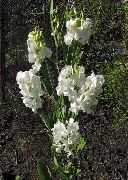 balts Zieds Saldie Zirņi, Mūžīga Zirņi (Lathyrus latifolius) foto