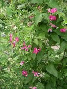 różowy Kwiat Ranking Bulwy (Lathyrus tuberosus) zdjęcie