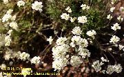 biały Kwiat Shiverekiya (Schivereckia) zdjęcie