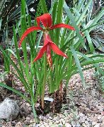 rød Blomst Aztec Lilje, Jacobean Lilje (Sprekelia) foto