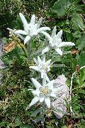 λευκό λουλούδι Εντελβάις (Leontopodium) φωτογραφία