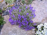 sinine Lill Hõbedase Kääbus Ümaralehine Kellukas (Edraianthus) foto
