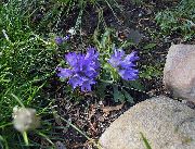 ღია ლურჯი ყვავილების ვერცხლისფერი ჯუჯა Harebell (Edraianthus) ფოტო