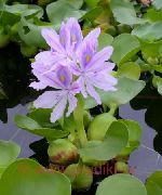 lilás Flor Jacinto De Água (Eichornia crassipes) foto